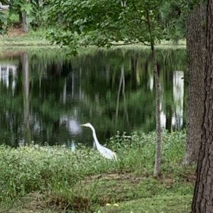 Back yard small