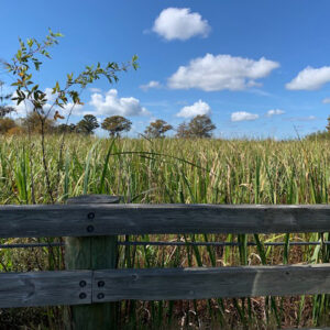 SC grass and sky_edited-1